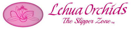 Lehua Orchids | Paphiopedilum, Masdevallia, Angraecum and Lycaste | Artists in Orchid Creation