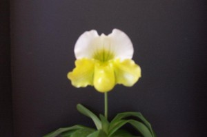 60901 Paphiopedilum Mele Love Stone