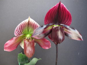 70605 Paphiopedilum Petula's Magic
