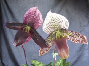 81002 Paphiopedilum Lady Petula