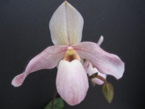 81103 Paphiopedilum Pink Fred
