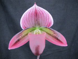 90304 Paphiopedilum President Fred