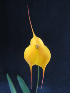 Masd Angel Tang 'Lehua Orange Veitch' HCC-AOS (award photo)