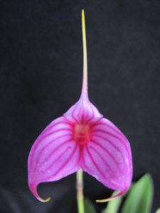 Masd Charisma 'Pink Glow' AM-AOS