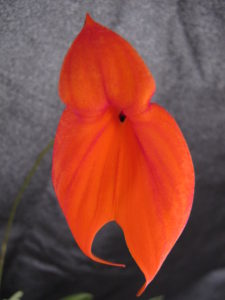 Masd veitchiana