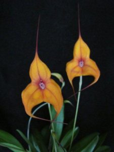 Masd Copper Angel 'Orange Sunset' AM-AOS (not award photo)