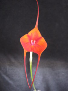 Masd Dean Haas 'Gina' AM-AOS (not award photo) (2)