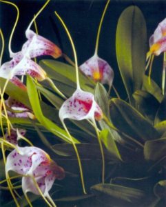 Masdevallia Geneva Spots 'Lehua Purple Delight' AM-AOS (award photo Nishioka)