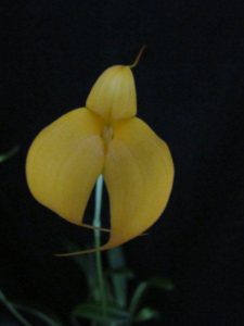 Masd Mary Staal 'Golden Gate' AM-AOS (not award photo)
