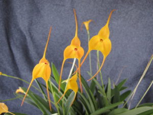 Masd Willy's 'Lehua Yellow Glow'