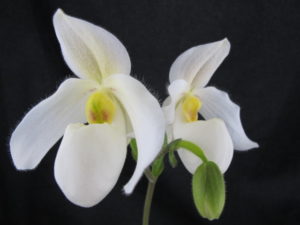 90201 Paphiopedilum Deperle
