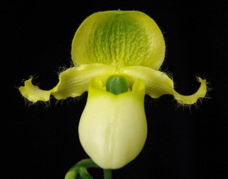 Мир башмачков. Paphiopedilum Пиноккио. Paphiopedilum Pinocchio Yellow. Paphiopedilum primulinum. Paph. Primulinum.