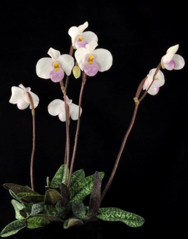Paphiopedilum delenatii 'Lehua's Morning Glow' CCM/AOS | Lehua Orchids |  The Slipper Zone