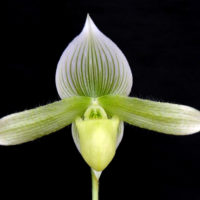 Paphiopedilum Oriental Aura