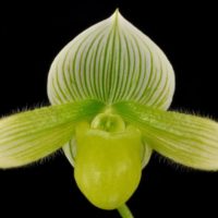 Paphiopedilum Spring Egret 'Slipper Zone Hirsute Free' HCC/AOS (award photo Barfield0