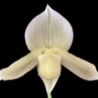 Paphiopedilum White Promise AD/AOS, AM/AOS (award photo Barfield)