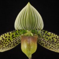 Paphiopedilum Macabre Hawaiian 'Slipper Zone Form Fantasy' HCC/AOS 78 pt (20183733 award photo Barfield)