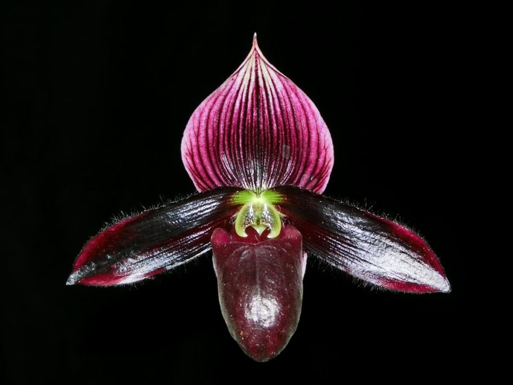 Paphiopedilum Petula's Glamor 'Slipper Zone Magically Maroon' AM/AOS ...