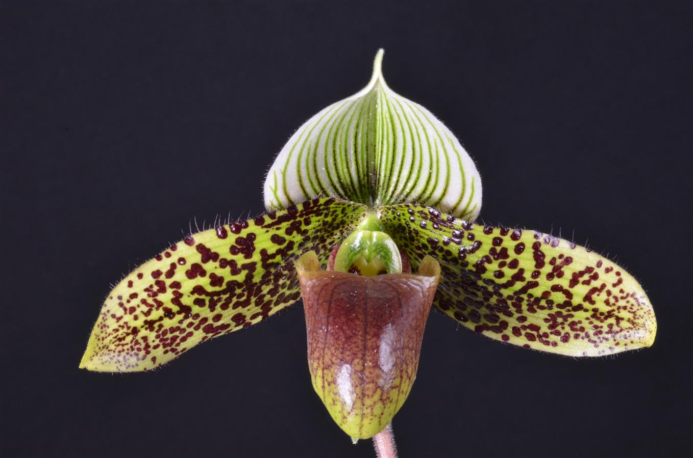 Paphiopedilum Enchanting Knight 'Slipper Zone Yellow Gleam' HCC/AOS ...