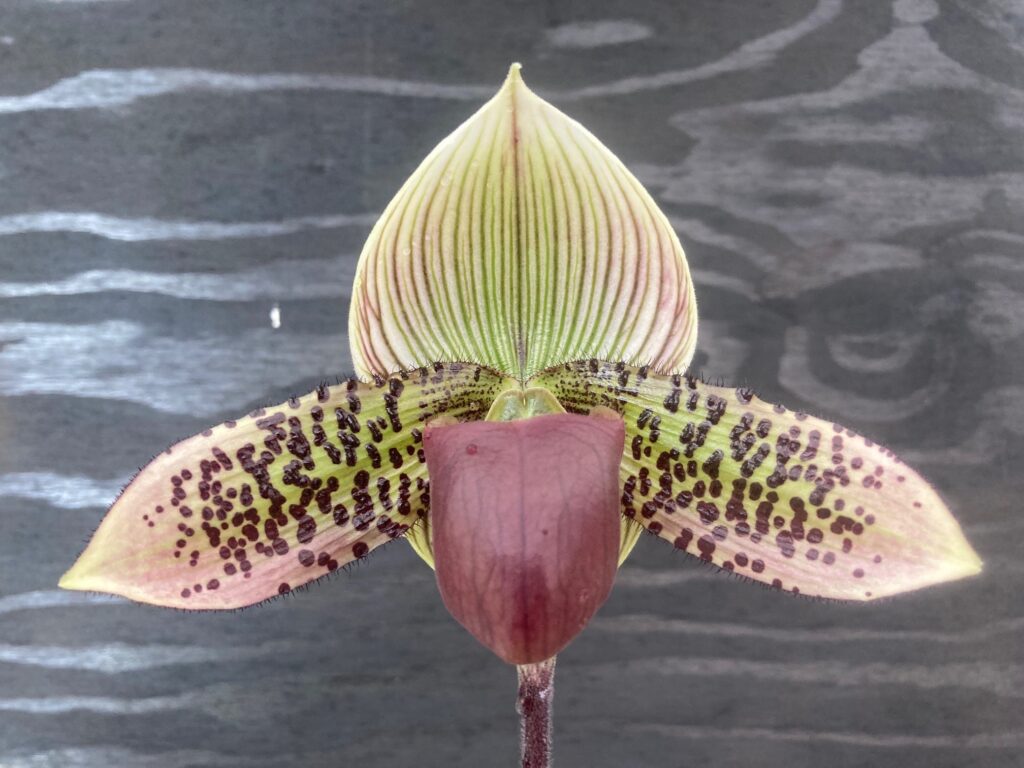 80813 Paphiopedilum Astonishingly Presidential | Lehua Orchids | The ...