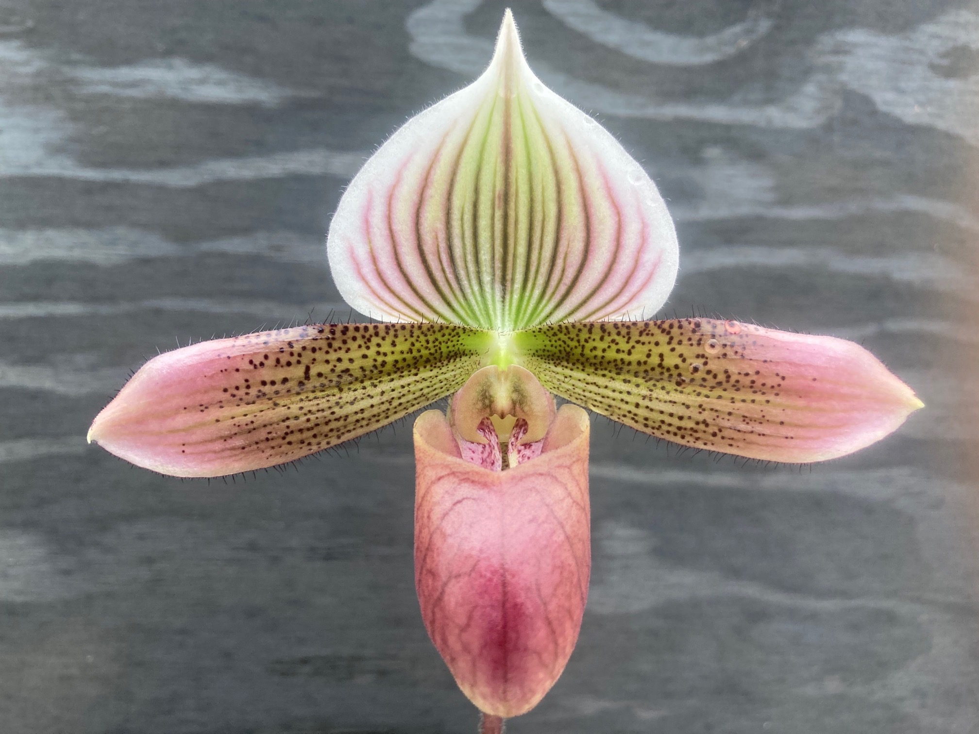 90302 Paphiopedilum Hawaiian Purple | Lehua Orchids | The Slipper Zone