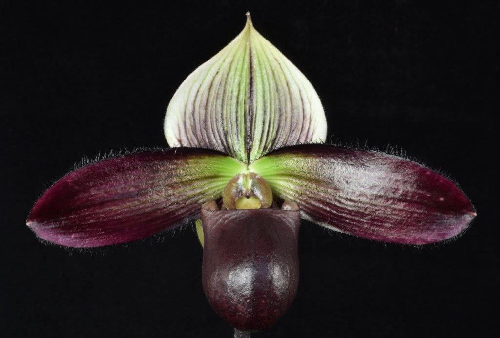Paphiopedilum Macabre Hawaiian 'Slipper Zone Red Beckons' HCC/AOS