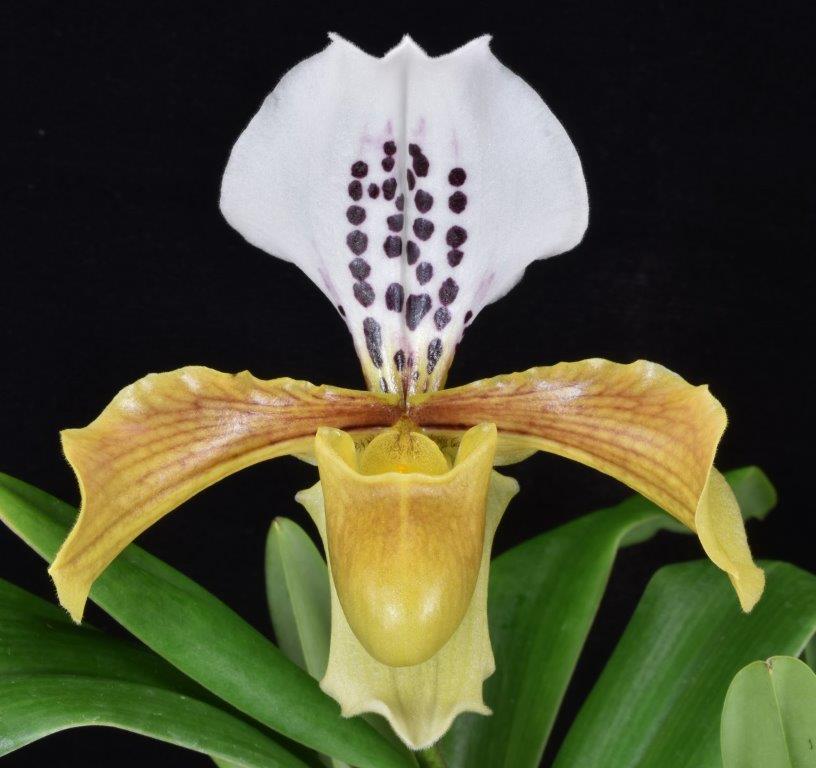 Paphiopedilum gratrixianum var. daoense 'Slipper Zone Perner Pops