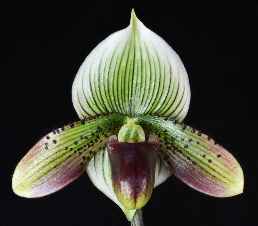 チランジア　ボブホルムズジュエル Paphiopedilum Jeweled Wonder 'Slipper Zone Syn' AM/AOS | Lehua