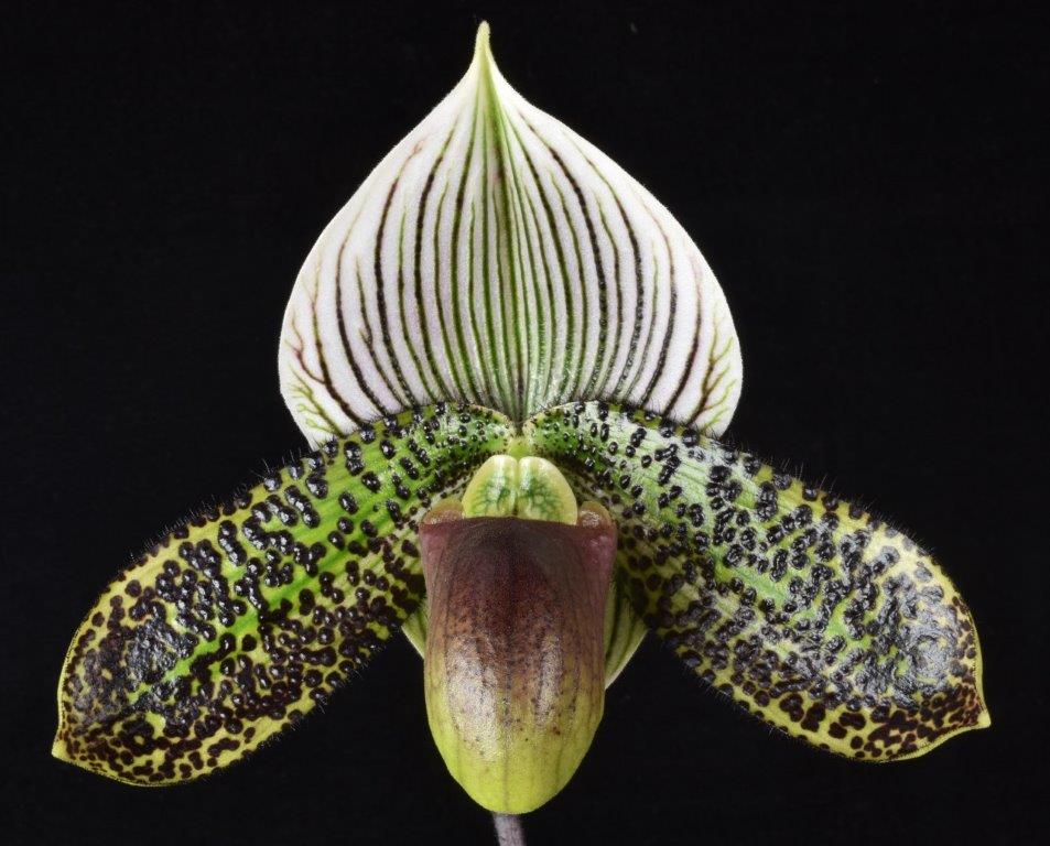 Paphiopedilum Petula's Shadow 'Slipper Zone Monster' AM/AOS